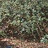 Berberis x julianae 'Nana', habit