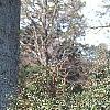 Berberis x julianae 'Nana', habit