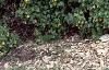 Berberis koreana, habit