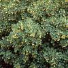 Berberis koreana, habit