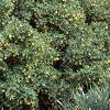 Berberis koreana, habit