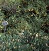 Berberis koreana, habit