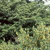 Berberis koreana, habit