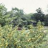 Berberis koreana, habit