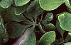 Berberis koreana, leaves