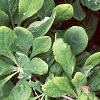 Berberis koreana, leaves