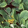 Berberis koreana, leaves
