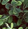 Berberis koreana, leaves