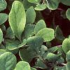 Berberis koreana, leaves