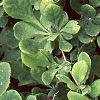 Berberis koreana, leaves
