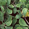 Berberis koreana, leaves