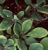 Berberis koreana, leaves
