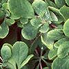Berberis koreana, leaves