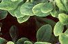 Berberis koreana, leaves