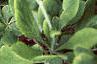 Berberis koreana, leaves