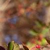 Berberis koreana, fruit