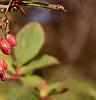 Berberis koreana, fruit