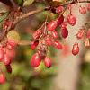 Berberis koreana, fruit