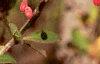 Berberis koreana, fruit