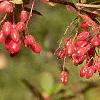 Berberis koreana, fruit