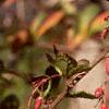Berberis koreana, fruit