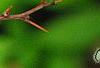 Berberis thunbergii 'Golden Ring', leaves