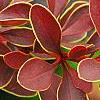 Berberis thunbergii 'Golden Ring', leaves