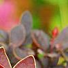 Berberis thunbergii 'Golden Ring', leaves