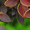 Berberis thunbergii 'Golden Ring', leaves