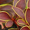 Berberis thunbergii 'Golden Ring', leaves