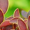 Berberis thunbergii 'Golden Ring', leaves