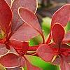 Berberis thunbergii 'Golden Ring', leaves