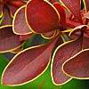 Berberis thunbergii 'Golden Ring', leaves