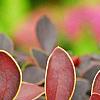 Berberis thunbergii 'Golden Ring', leaves