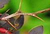 Berberis thunbergii 'Golden Ring', leaves