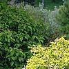 Berberis thunbergii 'Aurea', habit