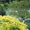 Berberis thunbergii 'Aurea', habit
