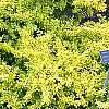 Berberis thunbergii 'Aurea', habit