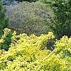 Berberis thunbergii 'Aurea', habit