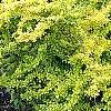 Berberis thunbergii 'Aurea', habit
