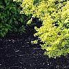 Berberis thunbergii 'Aurea', habit