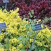 Berberis thunbergii 'Aurea', habit