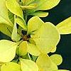 Berberis thunbergii 'Aurea', leaves