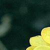 Berberis thunbergii 'Aurea', leaves