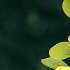 Berberis thunbergii 'Aurea', leaves