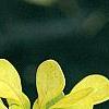 Berberis thunbergii 'Aurea', leaves