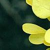 Berberis thunbergii 'Aurea', leaves