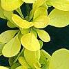 Berberis thunbergii 'Aurea', leaves