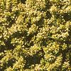Berberis thunbergii 'Bogozam', habit