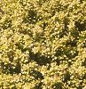 Berberis thunbergii 'Bogozam', habit
